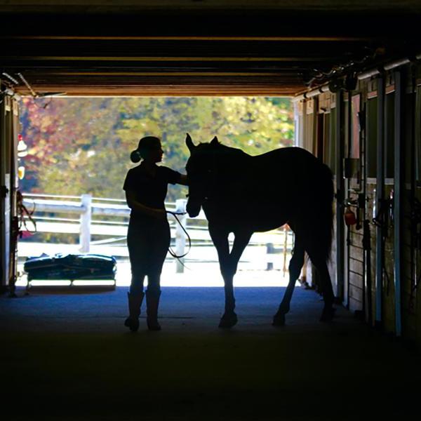 A horse and rider in silhouette in a barn.